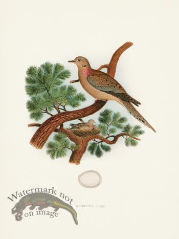 Thomas Gentry Bird 24